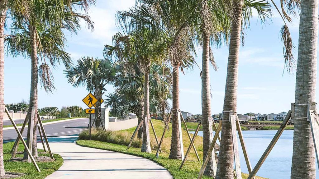 South Shore Bay walking path lined with palm trees